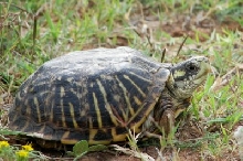 Gate Crasher Box Turtle