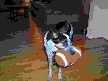 Cordie playing football
