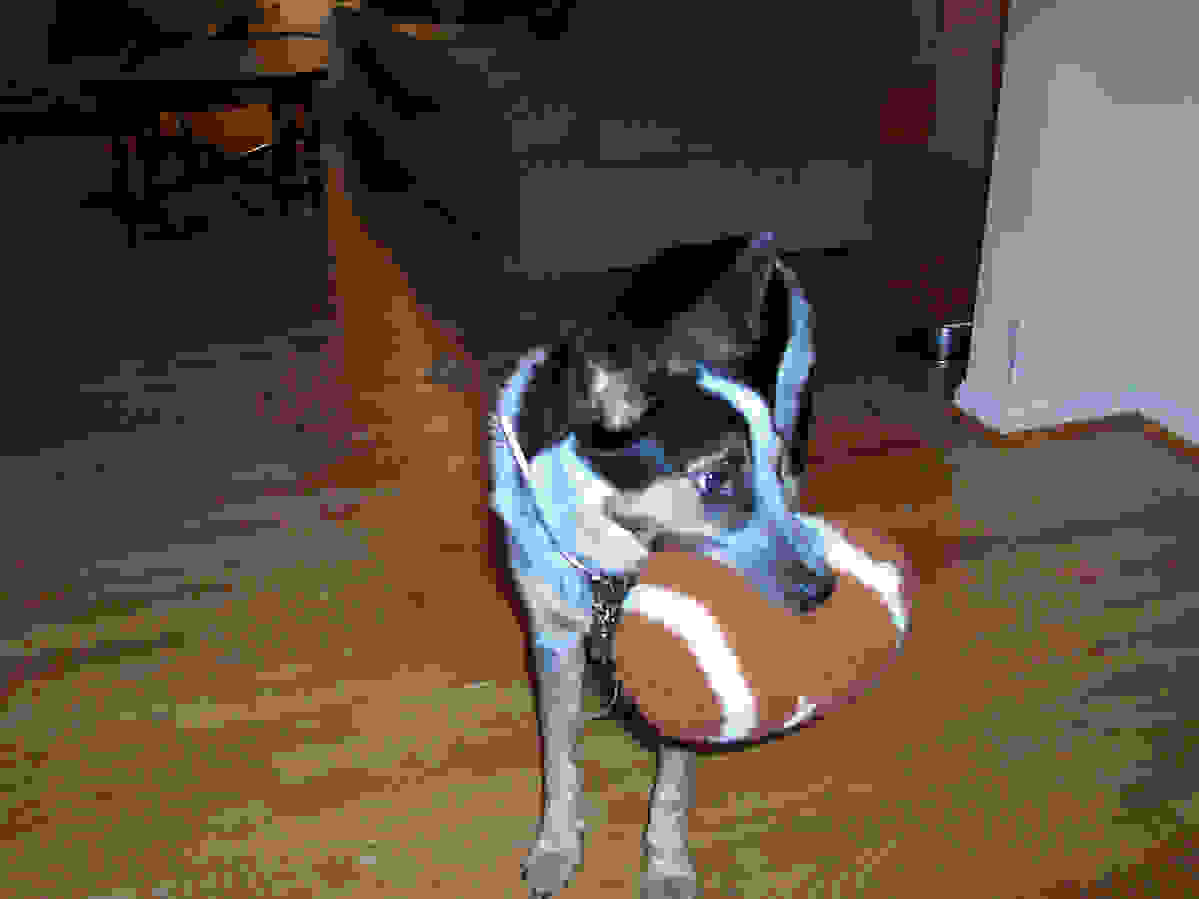 Cordie playing football