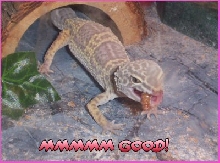 Lola Eating