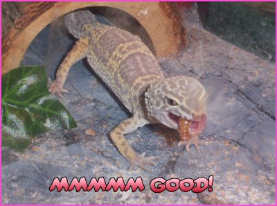Lola Eating