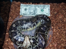 My Sumatran Short-tail