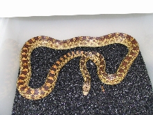 Which subspecies?