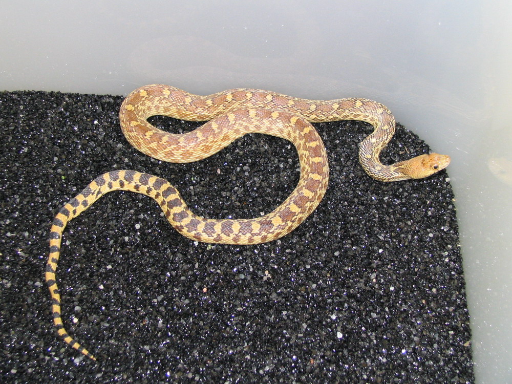 Which subspecies?