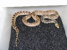 Which subspecies?