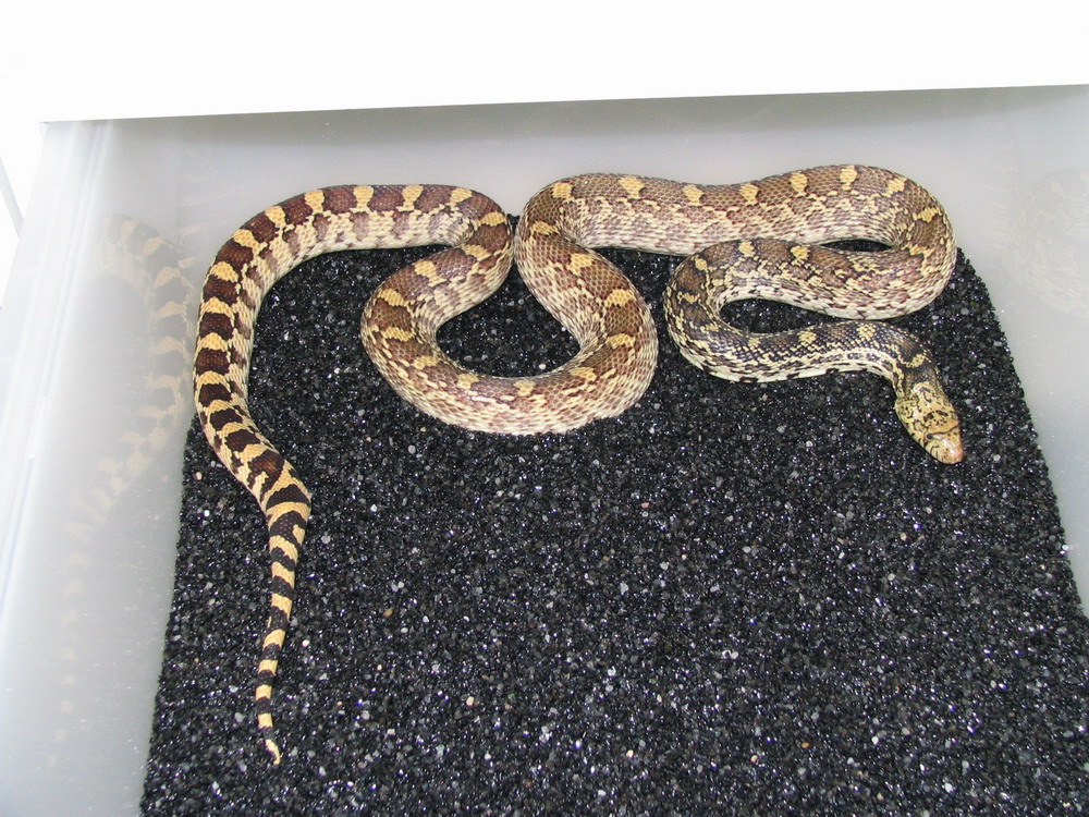 Which subspecies?