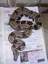 male surinam bcc