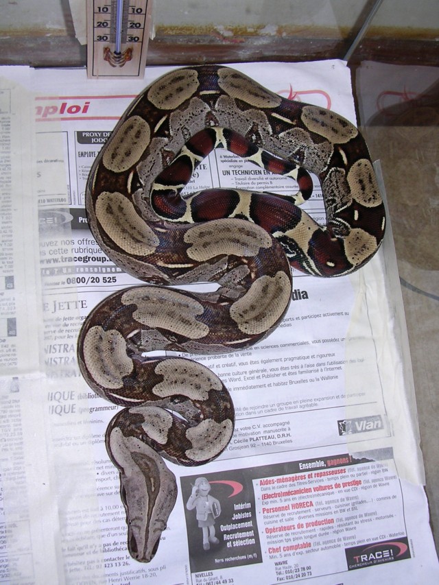 male surinam bcc