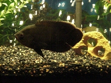 freddy the fish