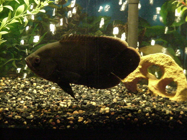 freddy the fish