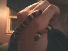 Athena my milk snake