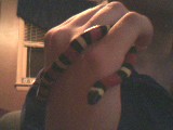 Athena my milk snake