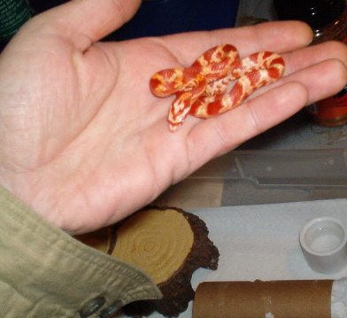 amel bloodred