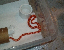 amel blood red