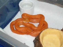hypo glades