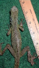 Inglebert