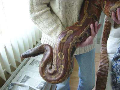 big one female