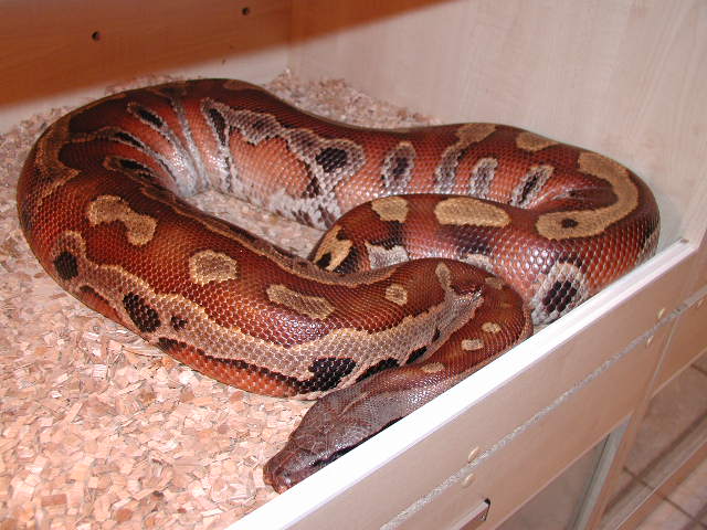 red blood