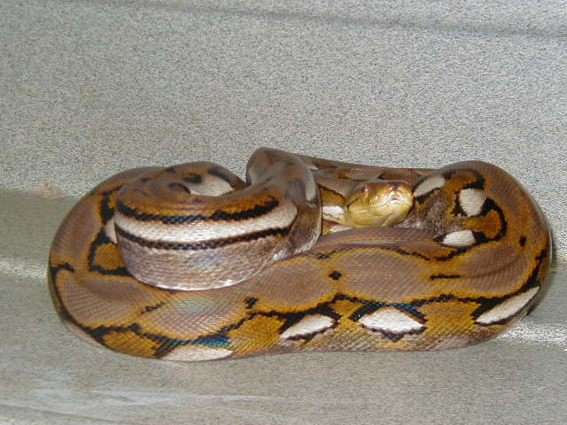 Aberrant female
