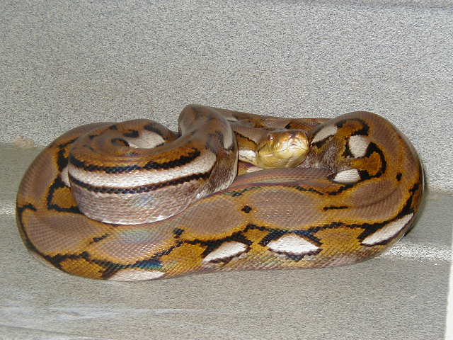 Aberrant female