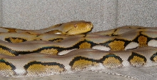 aberrant female