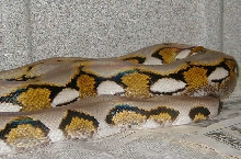 aberrant female