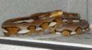 Aberrant female