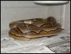 WC Striped Malaysian Retic