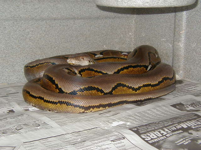 WC Striped Malaysian Retic