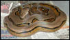 WC Striped Malaysian retic