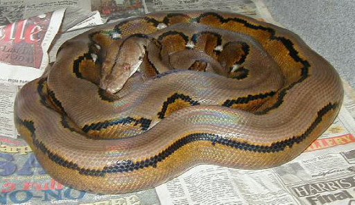WC Striped Malaysian retic