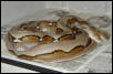 WC Striped Malaysian retic