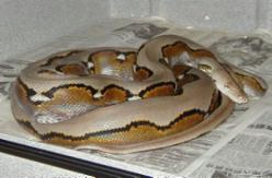 WC Striped Malaysian retic