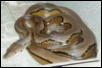 WC Striped Malaysian retic