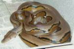 WC Striped Malaysian retic