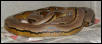WC Striped Malaysian Retic