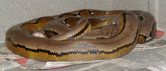 WC Striped Malaysian Retic