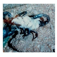 Emperor scorpion and baby's