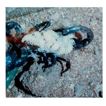 Emperor scorpion and baby's