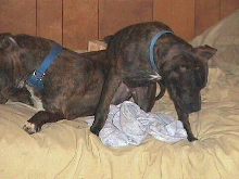 Butch & Karma 12/14/05