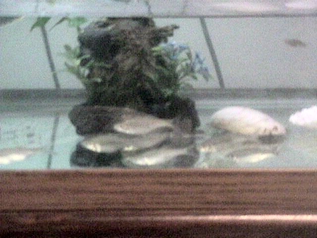 Minnows
