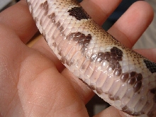 swolllenscales