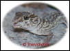pictusadult2