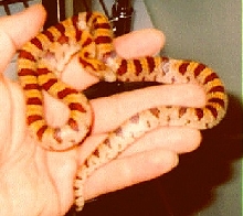 mole kingsnake Gulf County Fla.