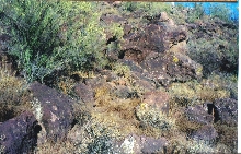 habitat of NM milk found in Albuquerque
