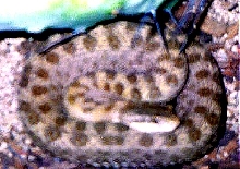 Twin Spotted Rattlesnake