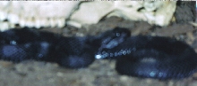 massasauga from Ohio