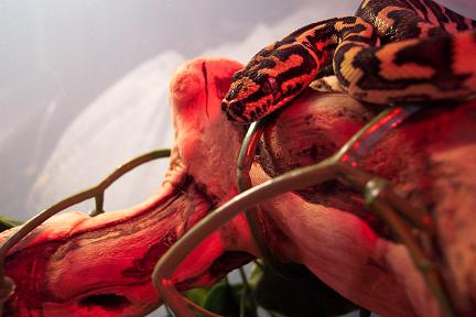 Baby Carpet Fresh Shed