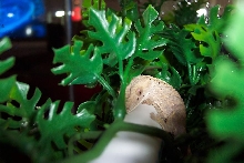 Baby Crested hiding