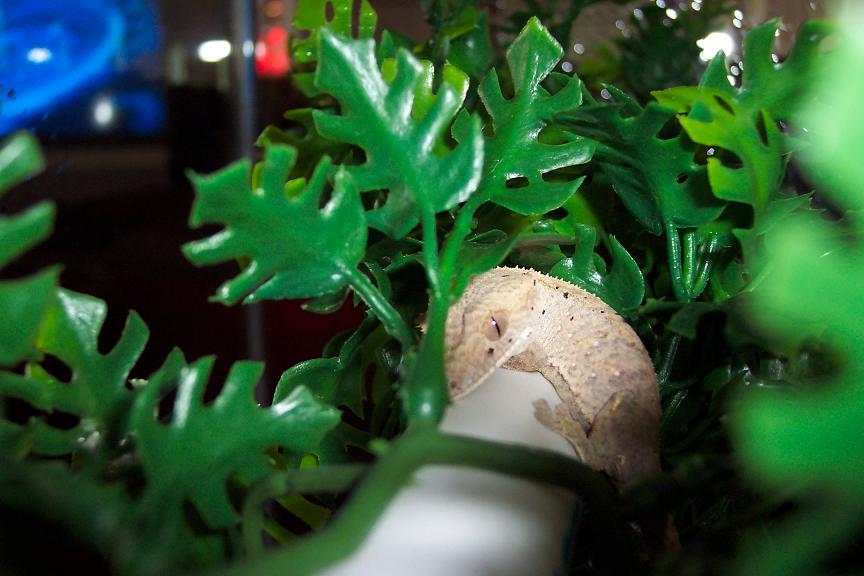 Baby Crested hiding